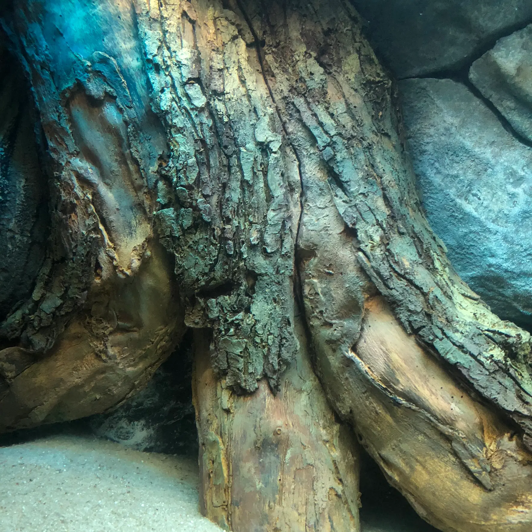 B Models - Amazonian Tree Trunks