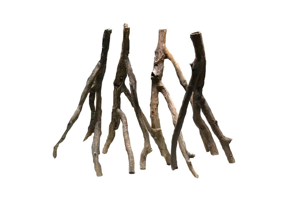 D 1 - Standing roots