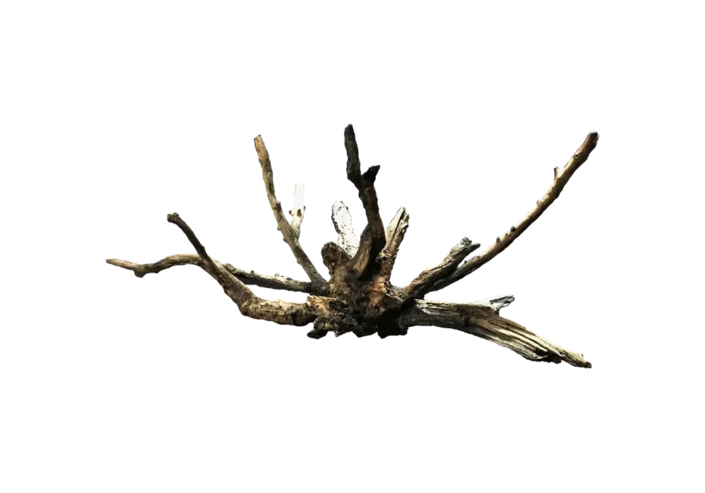 D 11 - Driftwood