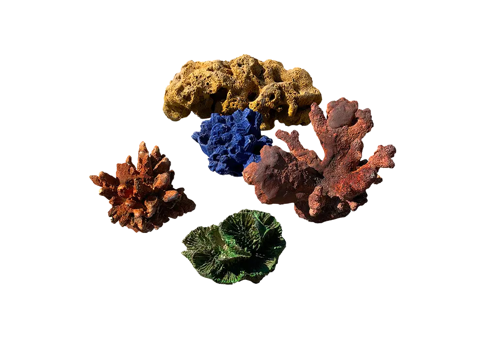 D 25 - Corals