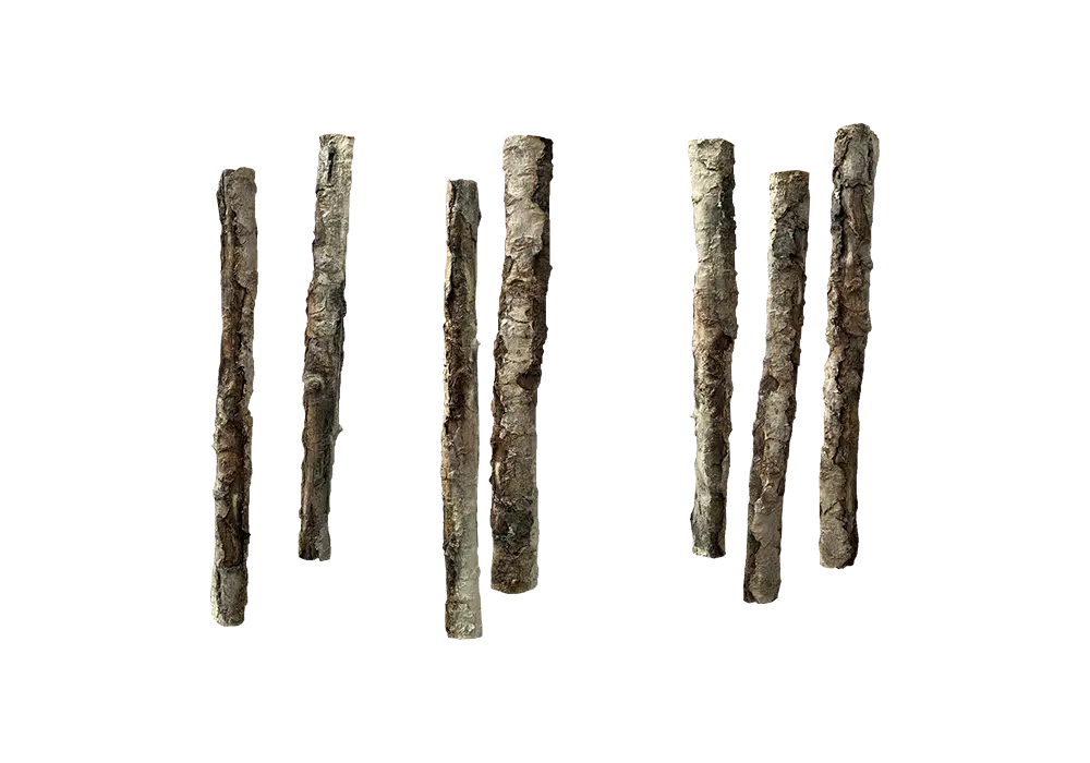 D 29 - Standing logs