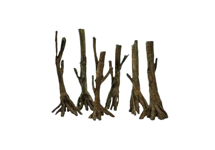 D 33 - Amazonian roots