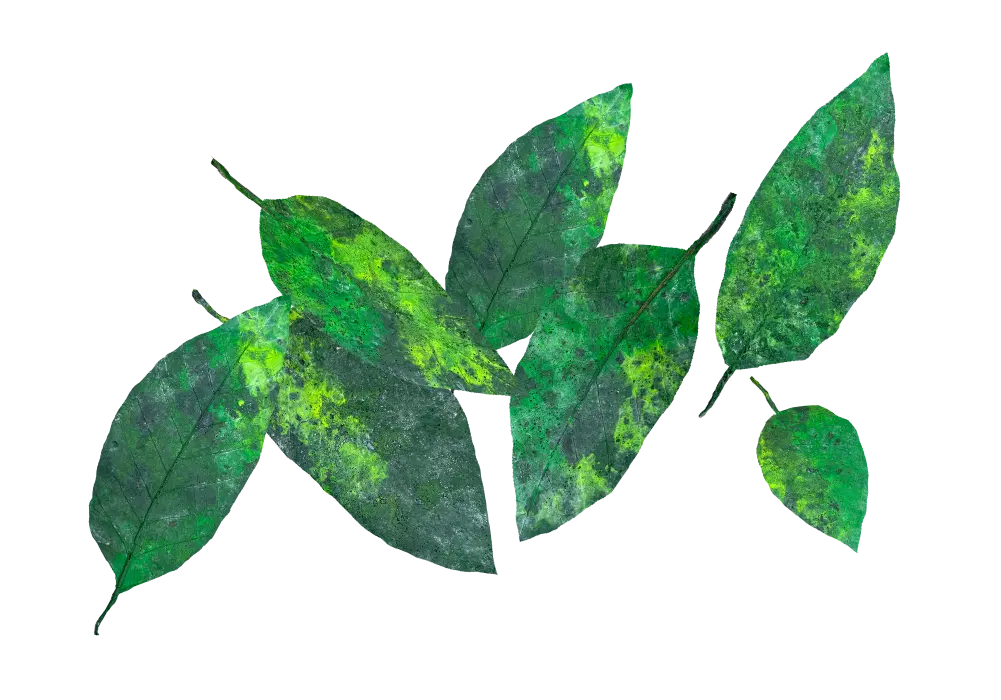 D 34 - Fallen green leaves
