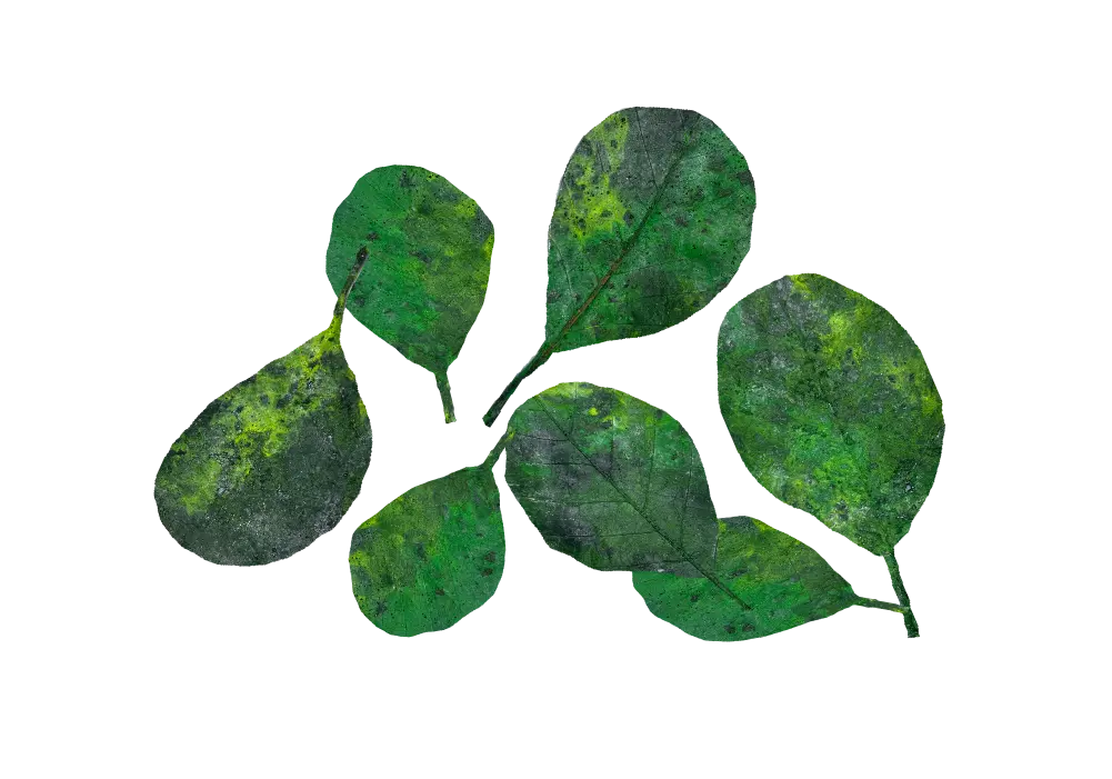 D 35 - Green Catappa leaves