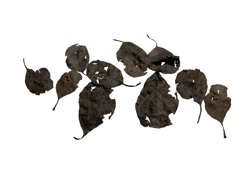 D 36 - Ragged Catappa leaves