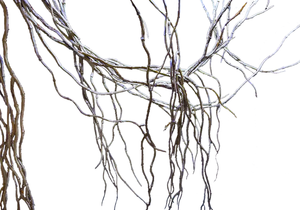 D 50 - Artificial vines