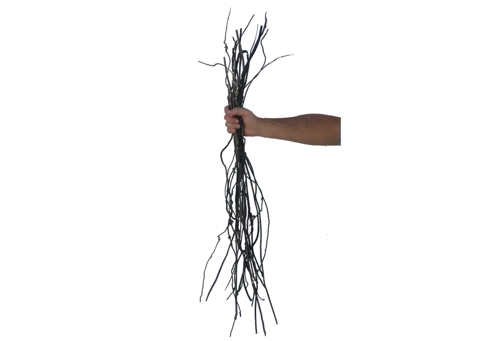 D 8 - Thin roots