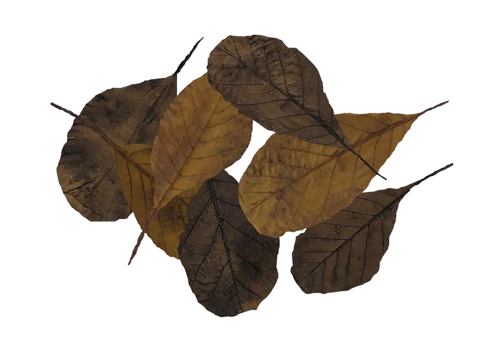 D 9 - Catappa leaves