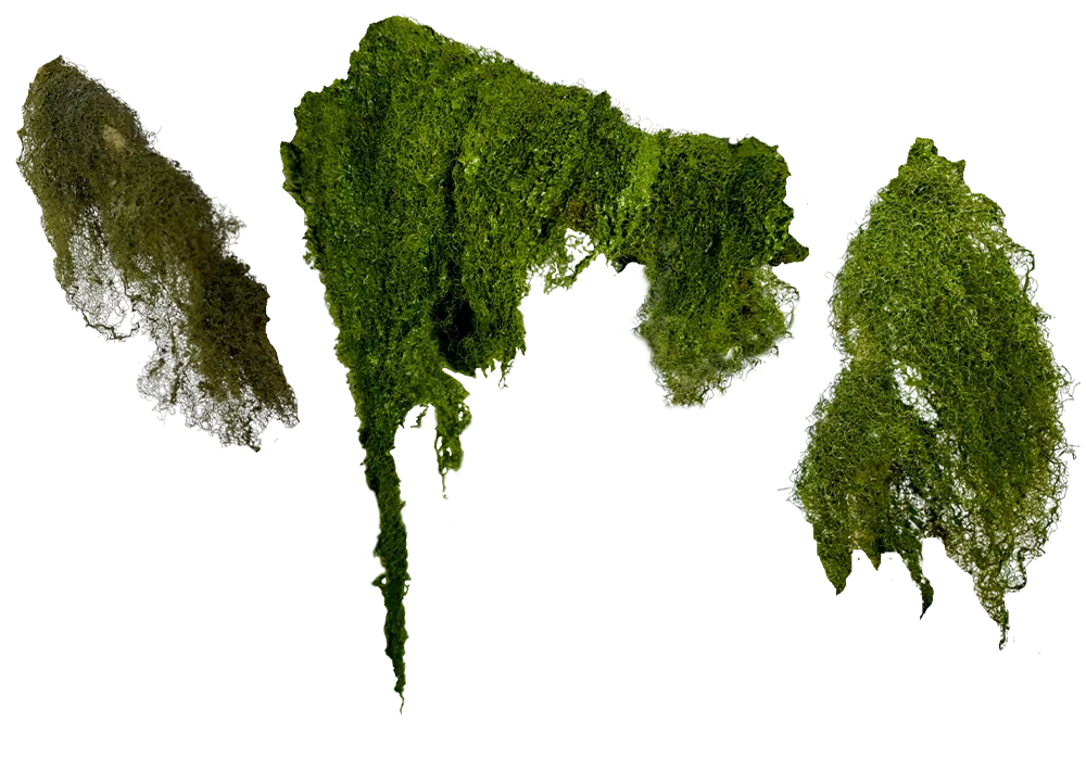 https://cdn.aquadecorbackgrounds.com/aquadecor-blob/z-10-model-aquarium-plant.webp